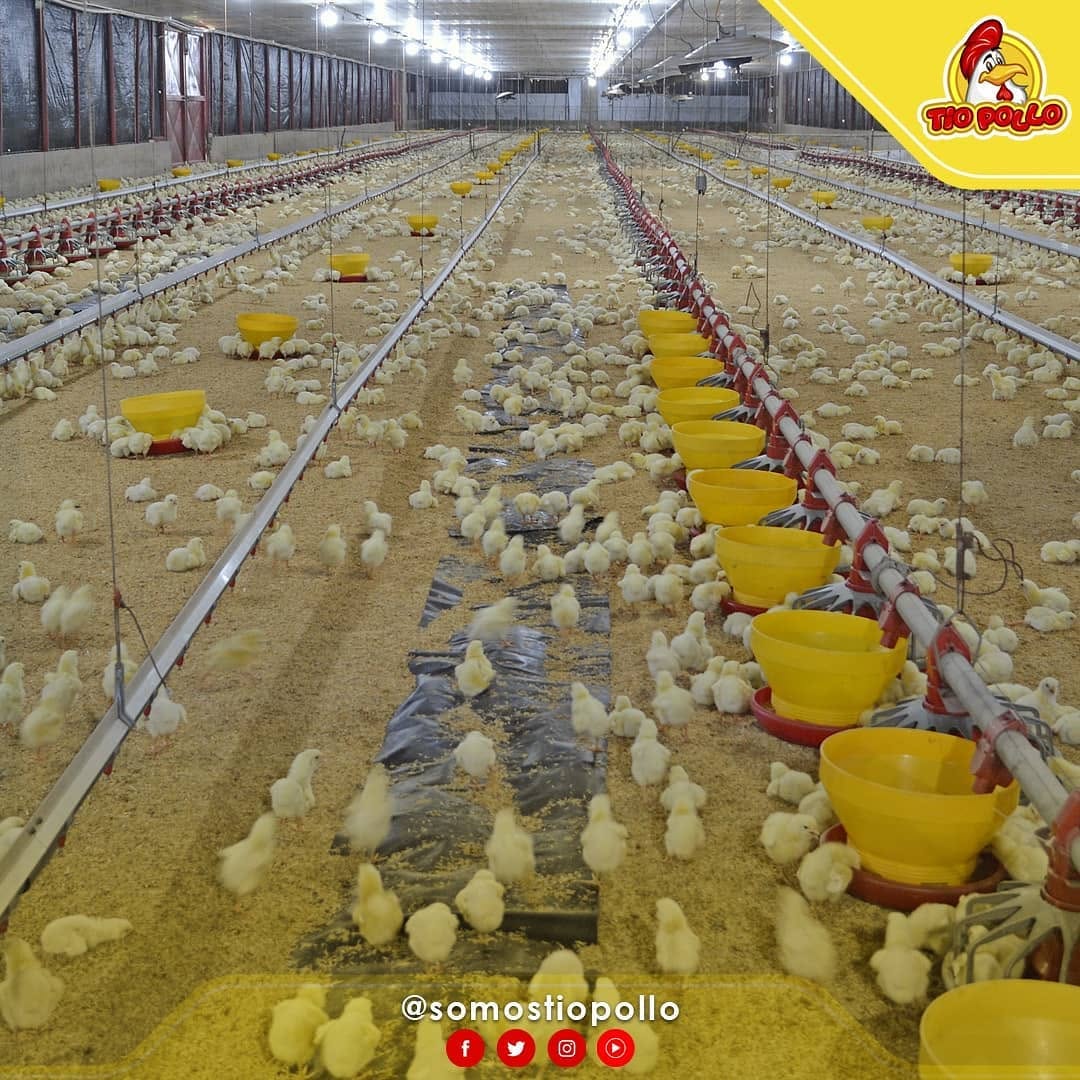 Planta Procesadora Avícola Tío Pollo
